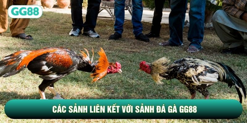 Các sảnh liên kết với sảnh Đá Gà GG88