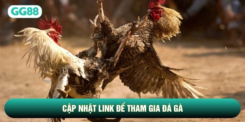 Cập nhật link để tham gia Đá Gà