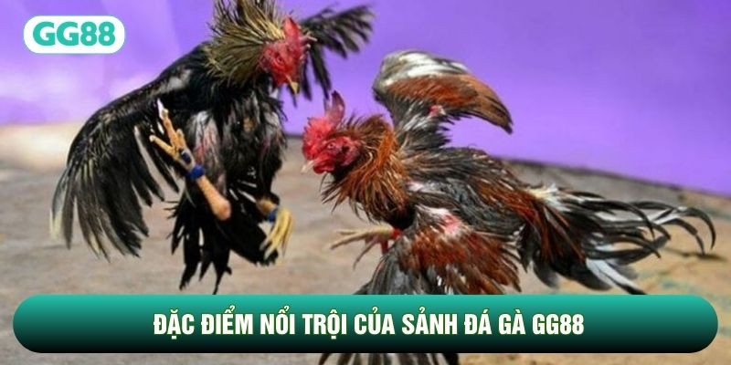 Đặc điểm nổi trội của sảnh Đá Gà GG88