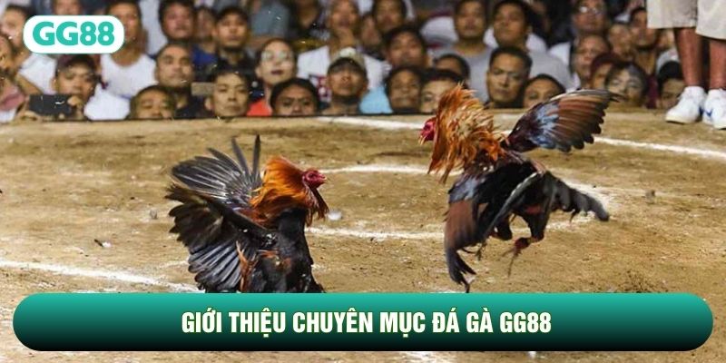 Giới thiệu chuyên mục Đá Gà GG88
