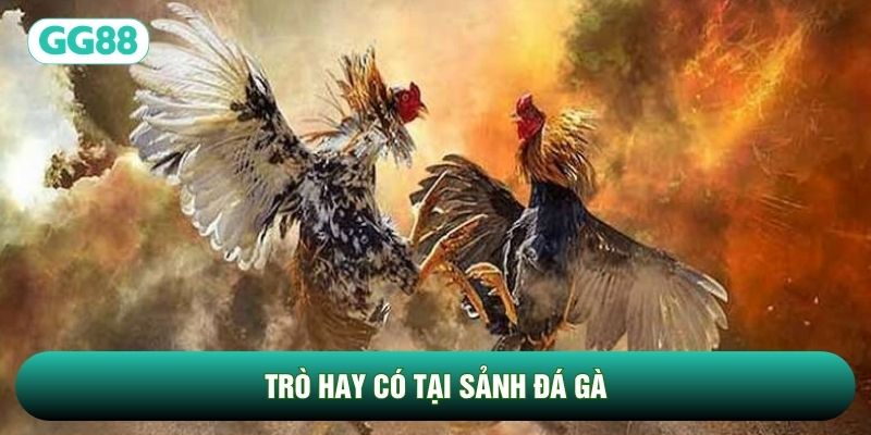 Trò hay có tại sảnh Đá Gà